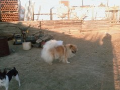 Fotos de perros